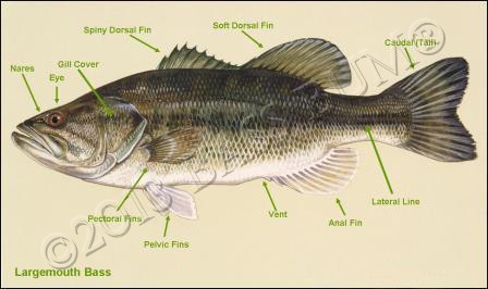 Fish anatomy and the external and internal anatomy of black bass