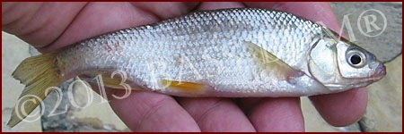 Baitfish - Shiner