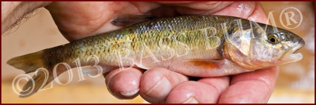 Baitfish - Creek Chub