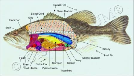 Fish anatomy and the external and internal anatomy of black bass