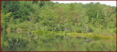 This Shallow Stump Field Yielded a 7.5 lb Largemouth