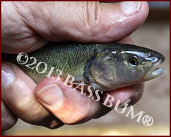 Live Bait - Creek Chub