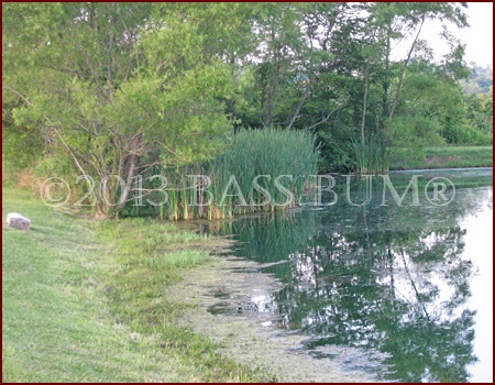 Pond Habitat Holds Much Bass Forage