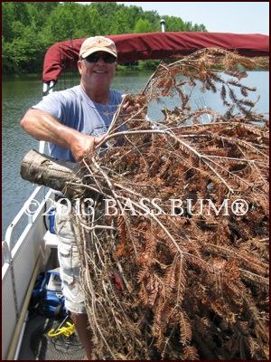 Drooping Old Christmas Trees for Bass Cover