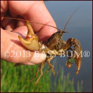 Live Crawfish Are Mother Nature's Gift Bass Bait To Bass Fishermen