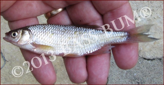 Live Golden Shiner Minnows for Sale