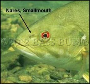 https://www.bassfishingandcatching.com/images/SmallmouthBass_NasalNares.jpg