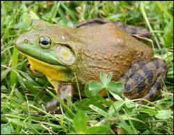 Live Bait - Bullfrog 3