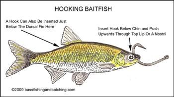 Live Bait Rigs, Bass Fishing Live bait, Rigging Live Bait