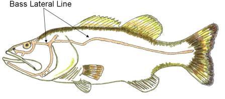 The Bass Lateral Line and Vibrating Lures