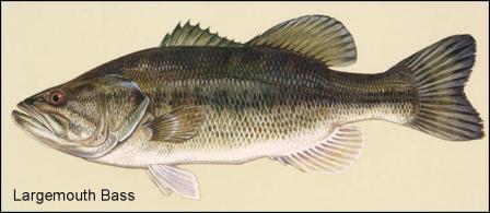 Largemouth Bass, Fishing Facts, Bass Habitat, Bass Spawn