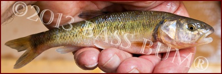 Creek Chub Minnow 