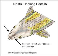 Best bass live bait discount