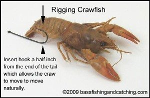 How to Hook a Live Crawfish 