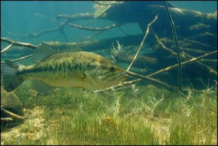 Typical Largemouth Bass Habitat